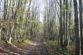 Forêt de Montgé